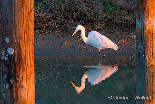 Egret Between Pilings_29979.jpg - Great Egret (Ardea alba) photographed on the Gulf coast near Port Lavaca, Texas, USA.